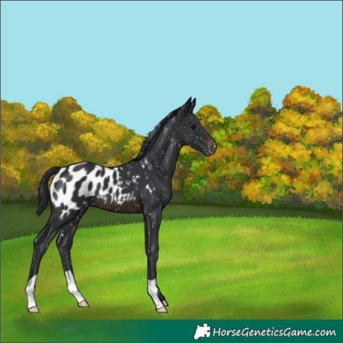 Horse Color:Brown Appaloosa 