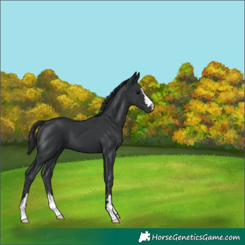 Horse Color:Black 