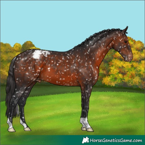 Horse Color:Brown Snowflake Varnish