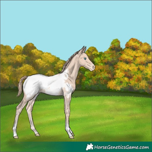 Horse Color:Perlino Appaloosa 