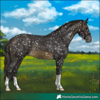 Horse Color:Buckskin Snowflake Varnish