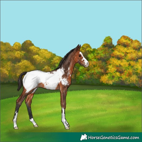 Horse Color:Bay Snowcap 