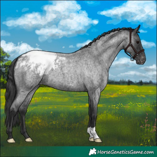 Horse Color:Blue Roan Snowcap 