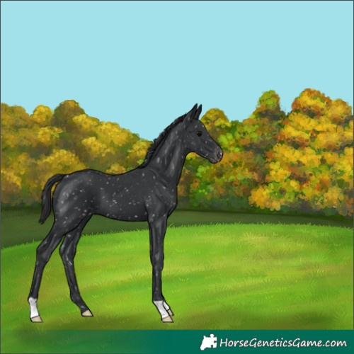 Horse Color:Black Appaloosa 