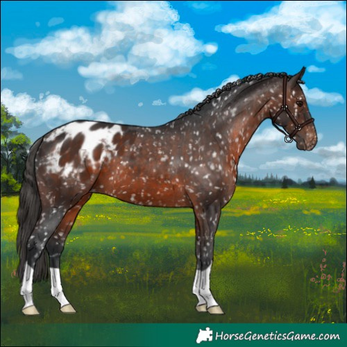Horse Color:Brown Appaloosa