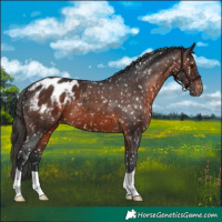 Horse Color:Brown Appaloosa 