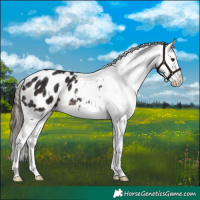 Horse Color:Brown Appaloosa