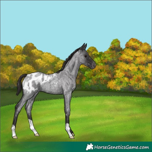 Horse Color:Smoky Blue Roan Appaloosa 
