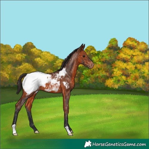 Horse Color:Bay Appaloosa 