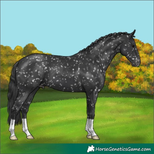 Horse Color:Black Snowflake Varnish