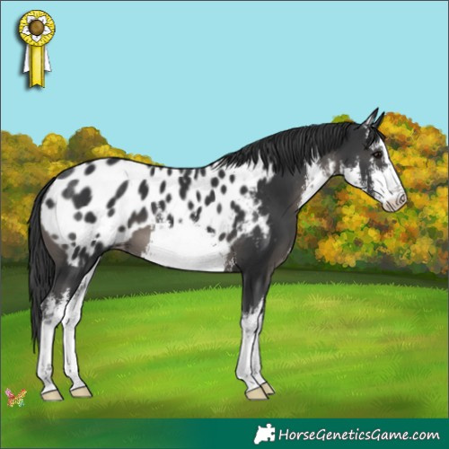 Horse Color:White Spotted Black Appaloosa 
