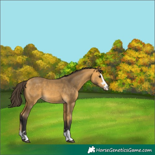 Horse Color:Buckskin 