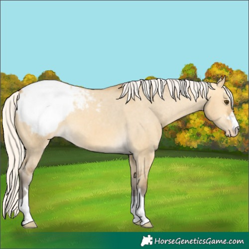 Horse Color:Silver Buckskin Dun Snowcap