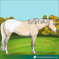 Horse Color:Silver Buckskin Dun Snowcap 