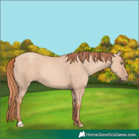 Horse Color:Gold Champagne Dun 