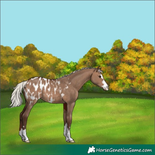 Horse Color:Silver Brown Dun Blanket 