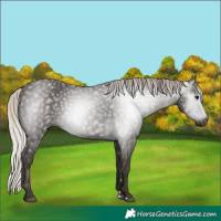 Horse Color:Gray Silver Black 