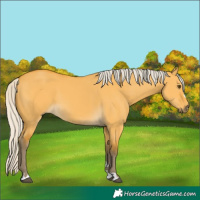 Horse Color:Silver Buckskin Dun 