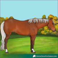 Horse Color:Silver Bay 