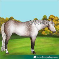Horse Color:Gray Silver Bay 
