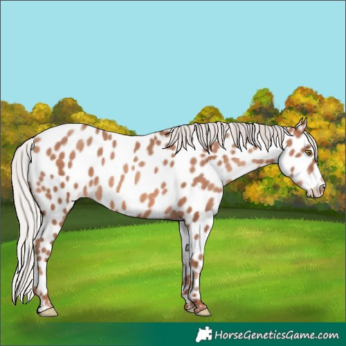 Horse Color:Silver Sable Champagne Near Leopard 