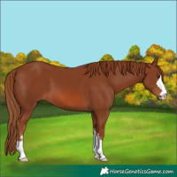 Horse Color:Chestnut 