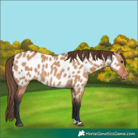 Horse Color:Bay Dun Near Leopard 