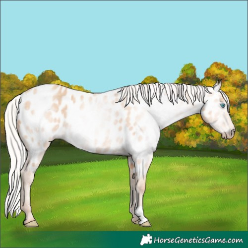 Horse Color:Gray Silver Perlino Near Leopard