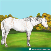 Horse Color:Gray Silver Perlino Near Leopard 