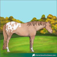 Horse Color:Gold Champagne Appaloosa 