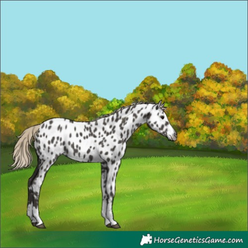 Horse Color:Gray Silver Smoky Black Near Leopard 