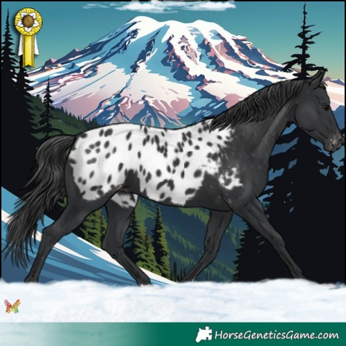 Horse Color:Black Blanket 