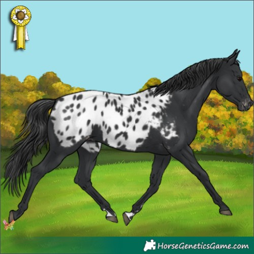 Horse Color:Black Appaloosa 
