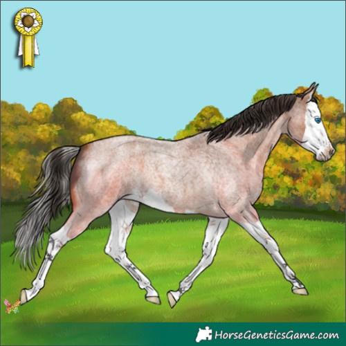 Horse Color:Bay Roan Splash 