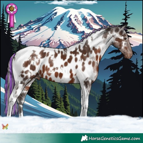 Horse Color:Painted White Spotted Liver Chestnut Tobiano Appaloosa 
