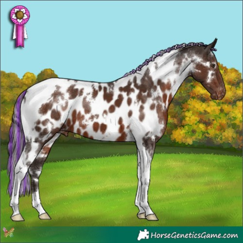 Horse Color:Painted White Spotted Liver Chestnut Tobiano Appaloosa 