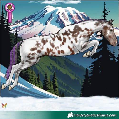Horse Color:Painted White Spotted Liver Chestnut Tobiano Appaloosa 