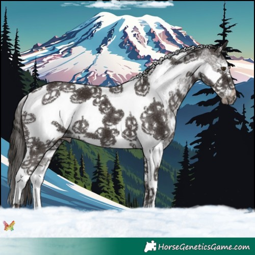 Horse Color:Liver Chestnut Sabino Tobiano Frame 