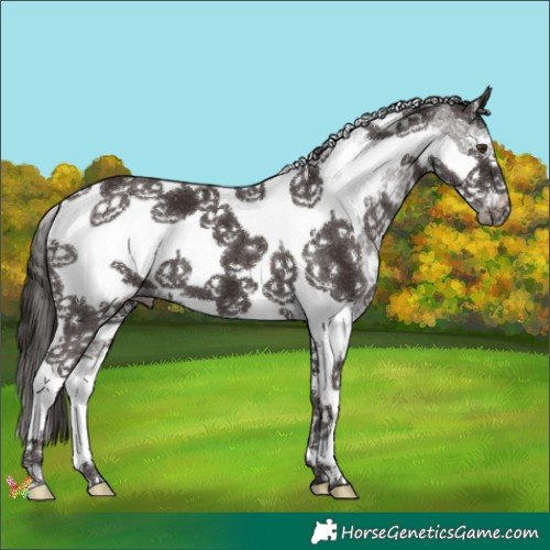 Horse Color:Liver Chestnut Sabino Tobiano Frame 