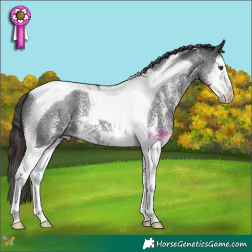 Horse Color:Liver Chestnut Sabino Splash Tobiano 