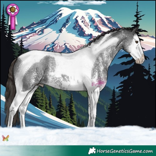 Horse Color:Liver Chestnut Sabino Splash Tobiano 