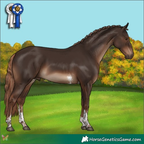 Horse Color:Liver Chestnut Sabino Tobiano 