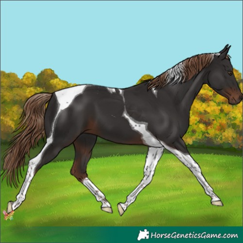 Horse Color:Liver Chestnut Tobiano 