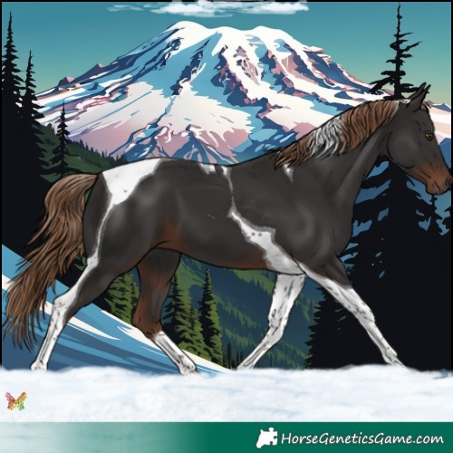 Horse Color:Liver Chestnut Tobiano 