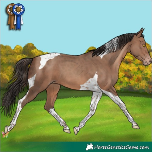 Horse Color:Sable Champagne Tobiano 