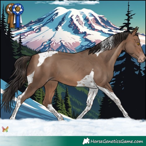 Horse Color:Sable Champagne Tobiano 