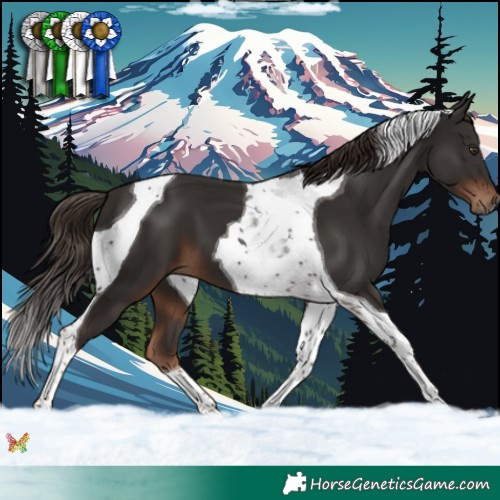 Horse Color:Liver Chestnut Tobiano 