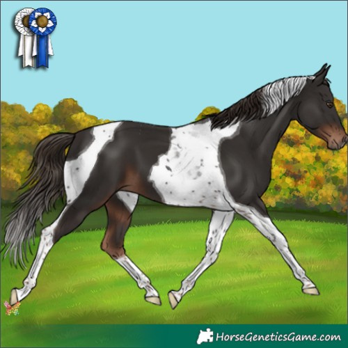 Horse Color:Liver Chestnut Tobiano 