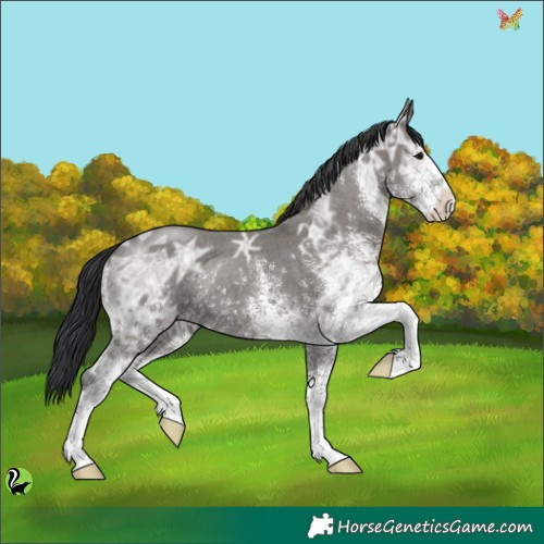 Horse Color:White Spotted Grullo Ice Rabicano 