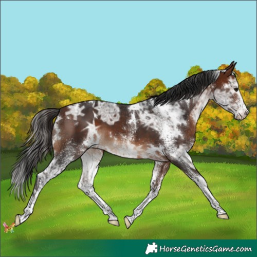 Horse Color:White Spotted Bay Ice 